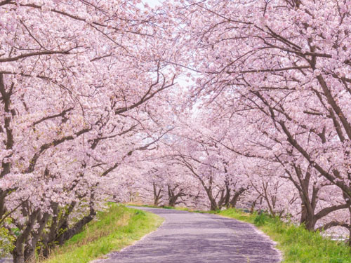 イベント等の交通規制時の誘導